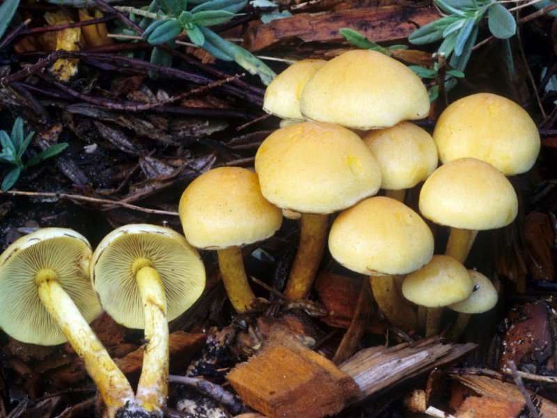 Síra-žlutá medová houba