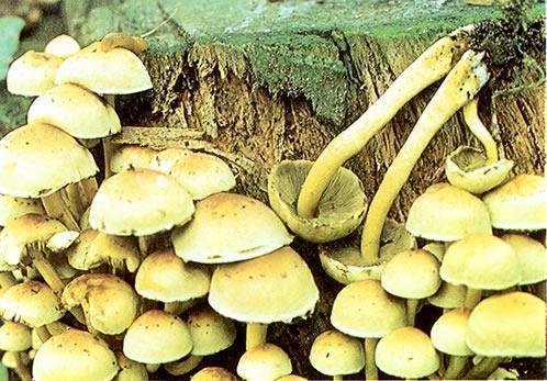 Sumporno-žuta medena gljiva