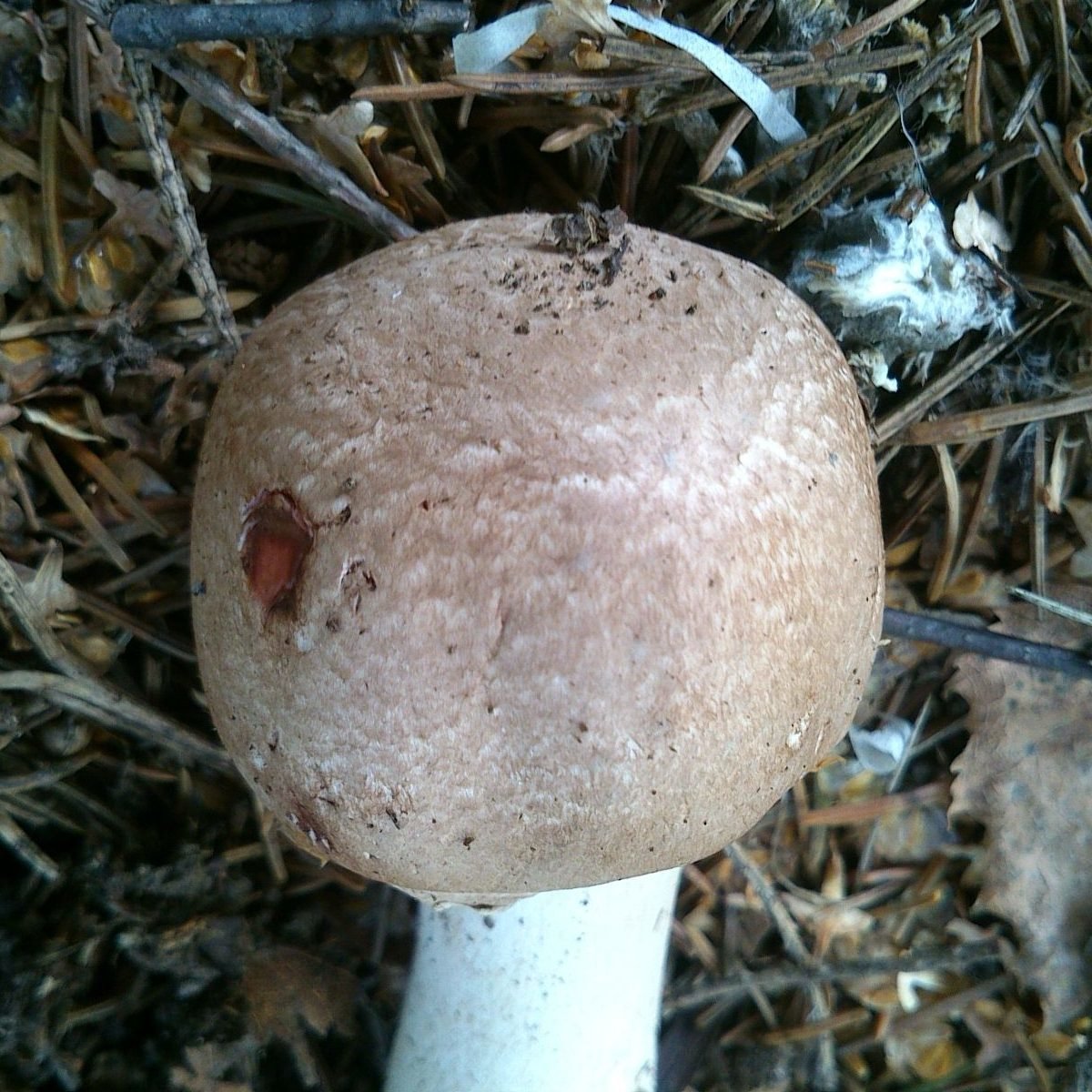 Lesní houba (Blagushka)